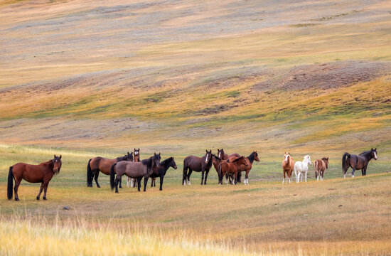 nature photo of a herd of horses of various colors grazing on the colorful steppe foothills on a sunny autumn day.