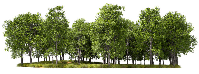 Obraz premium Frontal grove forest line landscape isolated transparent backgrounds 3d illustrations png