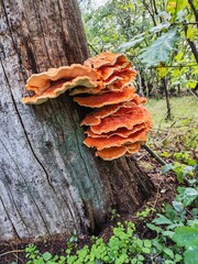 Żółciak siarkowy Laetiporus sulphureus żagwiowiec na drzewie w lesie © Perovskia