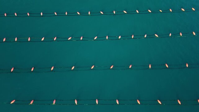 Overhead View of Parallel Oyster and Mussel Farm Lines