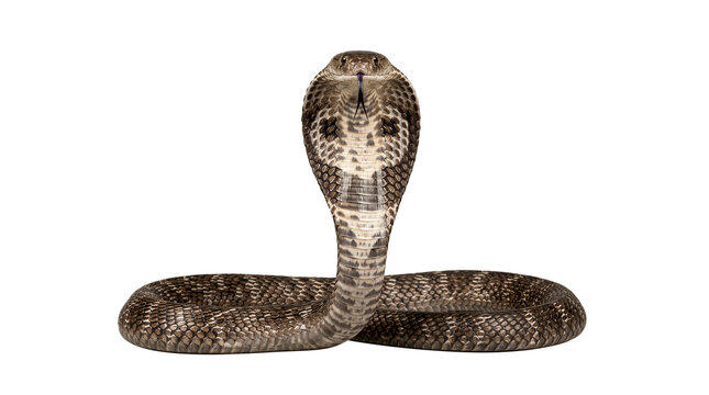 Venomous cobra snake raises its head in an upright position against a plain grey background for a studio portrait.