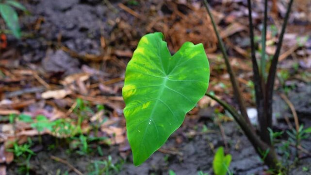 Fresh green taro leaf growing naturally on a wet forest floor or garden ground.