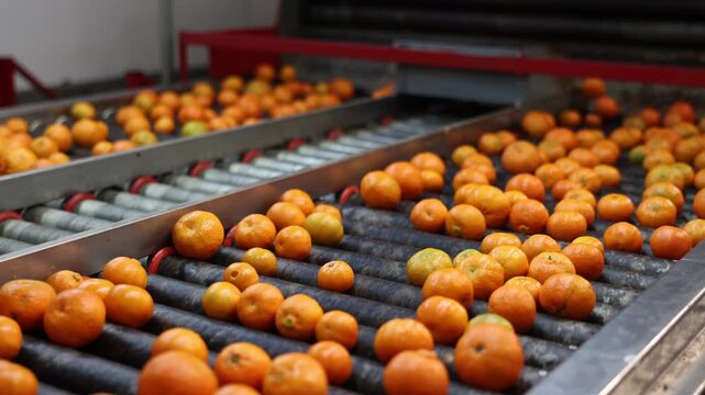 Closeup view of freshly picked ripe mandarins on industrial sorting line at packaging factory
