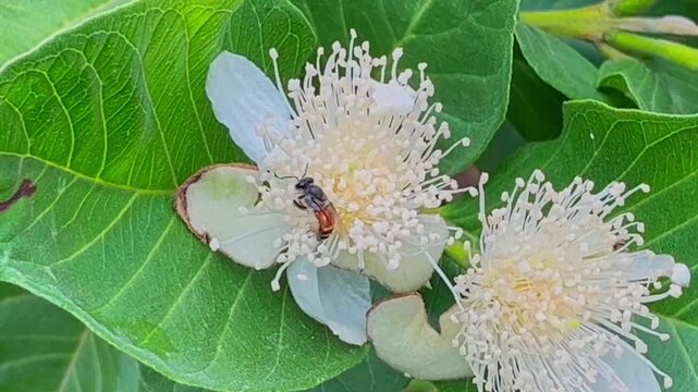 Close up of a bee on a flower with white stamens and green leaves, perfect for nature video background or stock footage.