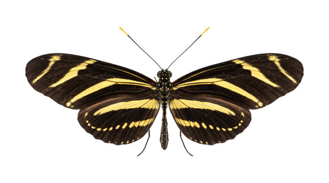 Zebra longwing butterfly, heliconius charithonia, dorsal view, isolated on transparent background