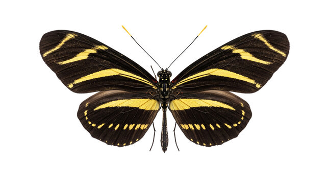 Close up of a heliconius numata butterfly isolated on transparent background
