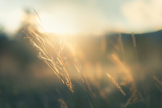 Yellow autumn grass in a forest meadow at sunset. Mountains and the sky in the blurred background.