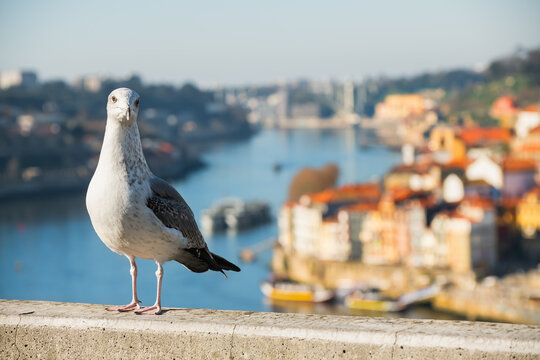 Seagull sits on the viewpoint of Porto, Portugal. View of the old town and Douro river in blurred background.