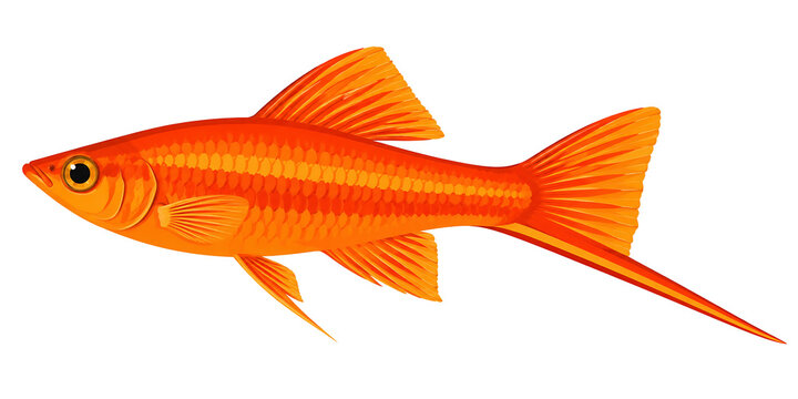 Bright orange swordtail fish illustration isolated on white background