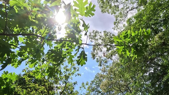 Wide-angle shot of oak tree branches and lobed leaves filmed from the ground looking up. Camera slowly moves as bright sunshine filters through the green canopy against a clear blue sky.