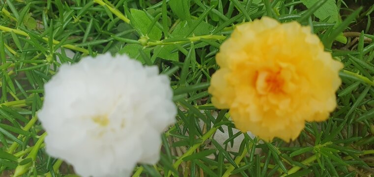 White and yellow moss rose flowers blooming in a lush green garden during a sunny September morning timestamp 20260914