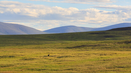 Summer Arctic landscape. In the distance in the tundra there is a lonely little bear cub, separated from his mother. Brown bear cub in its natural habitat. Wildlife of Siberia. Chukotka, Russia. © Andrei Stepanov