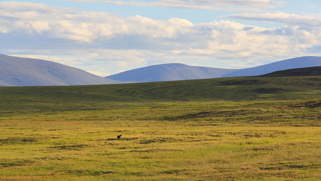 Summer Arctic landscape. In the distance in the tundra there is a lonely little bear cub, separated from his mother. Brown bear cub in its natural habitat. Wildlife of Siberia. Chukotka, Russia.