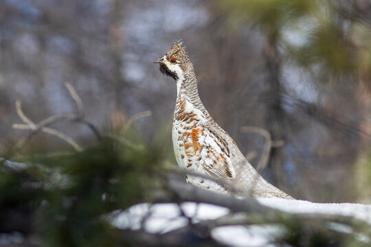 Hazel grouse (Tetrastes bonasia kolymensis). Close-up of a male hazel grouse. A wild bird in its natural habitat in nature. Wildlife of the Magadan Region. Russian Far East. Spring, May.