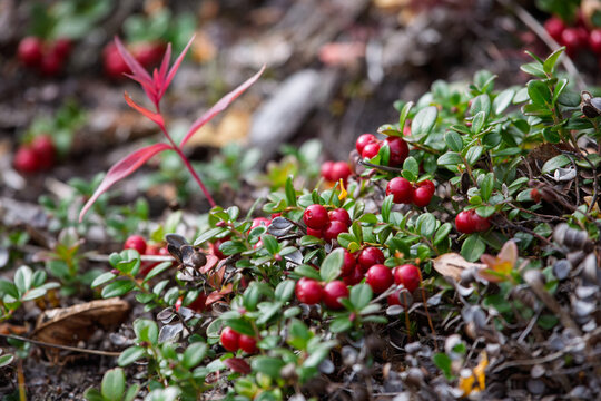 Lingonberry (Vaccinium vitis-idaea). Ripe red berries of wild-growing lingonberry. Beneficial medicinal plants. Close-up with a blurred natural background. Autumn season, September.
