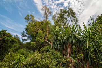 Dense subtropical vegetation with eucalyptus and yucca plants under a blue cloudy sky © dimas830