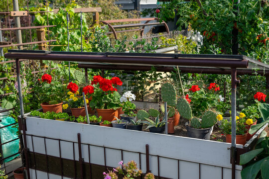 Colorful Flowers and Geraniums for Sale at Garden Center