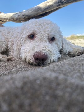 Dettaglio ravvicinato in macro del muso e del tartufo rosa di un cane a pelo riccio sdraiato sulla sabbia della spiaggia
