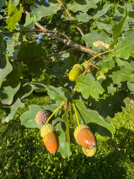 Autumn Acorns Growing on an Oak Tree in Fall 4k