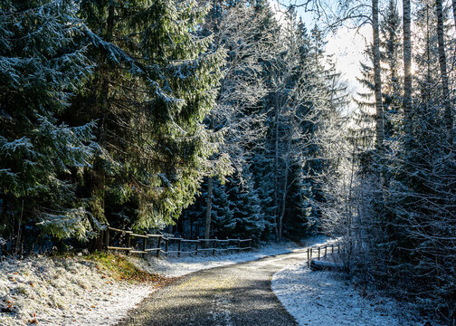 beautiful sunny winter day from the park, first snow on the trees, snowy trails