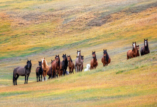 nature photo of a herd of horses with varied coat colors standing on the colorful steppe foothills on a sunny autumn day.