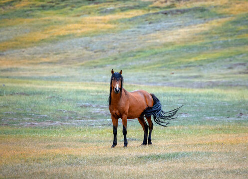 horse with a flowing tail standing in a colorful meadow in the foothills on a sunny day, looking at the camera.