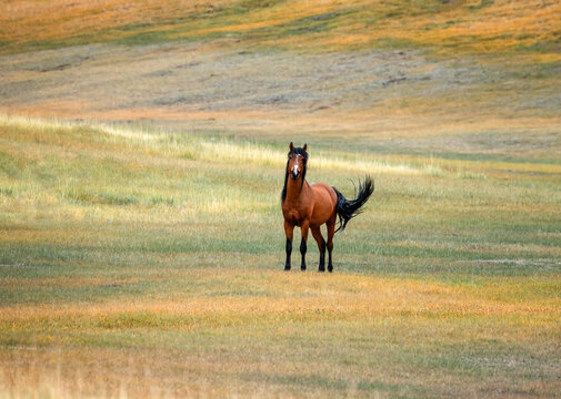 deer in the field
