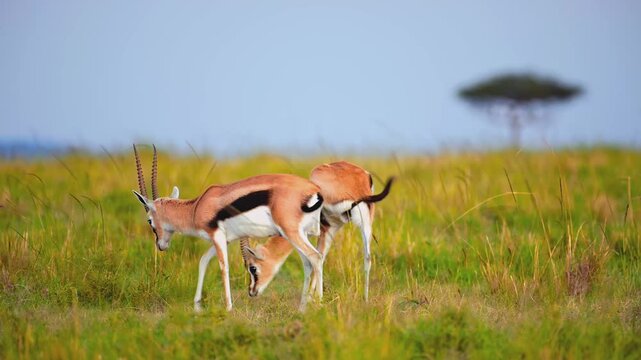 Thomson gazelle pair grazing together on lush green savannah