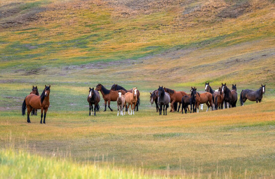 photo of a herd of horses of various colors grazing in colorful foothill meadows on a sunny summer day