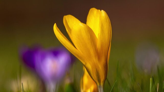 Yellow spring crocus flower blooming in a meadow