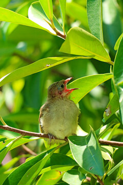 Fierce streak-eared bulbul fledgling bird perched on a branch, widely opening its beak and calling out
