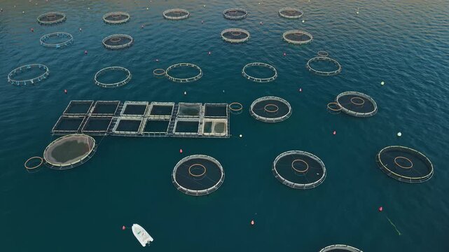 An integrated fish and shellfish farm in Orahovac in the Bay of Kotor, Montenegro
