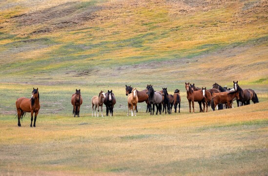 photo portrait of a herd of horses of various colors standing in the colorful foothills of the steppe on a sunny day.