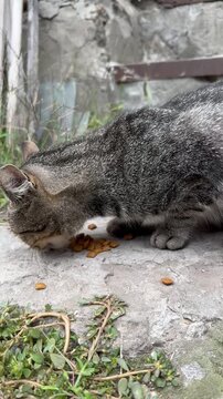 Gray stray cat eating dry food outdoors on a city street, homeless animal feeding and pet care, urban animal welfare concept