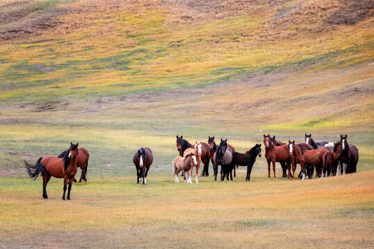 herd of horses