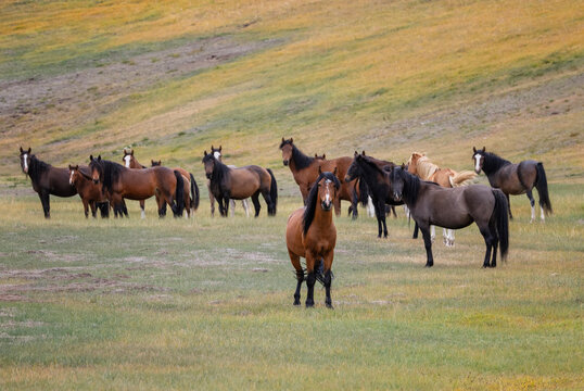 nature photo of a herd of horses grazing in colorful foothills meadows on a sunny summer day