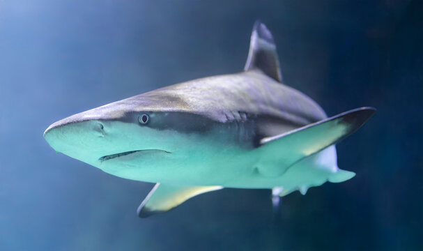 Frontal Close-up view of a Blacktip reef shark (Carcharhinus melanopterus)
