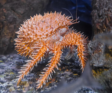 Close-up side view of a Japanese porcupine crab (Paralomis histrix)