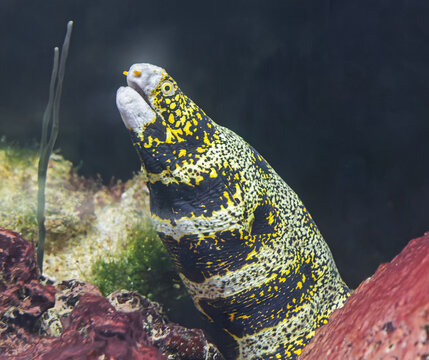 Close-up view of a Snowflake moray (Echidna nebulosa)