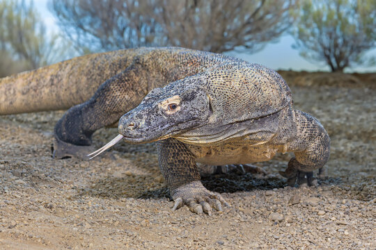 Frontal Close-up view of a walking Komodo dragon (Varanus komodoensis)