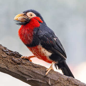 Close-up view of a Bearded barbet (Pogonornis dubius)