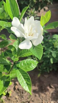 Beautiful white gardenia flower blooming in a garden