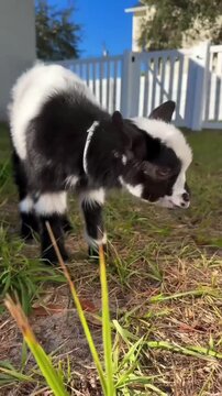 Cute black and white baby goat grazing in a sunny backyard