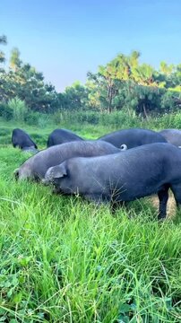Herd of  pigs grazing in a green summer meadow