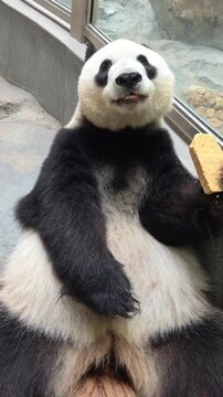 Giant Panda Eating a Nutritional Biscuit in Captivity