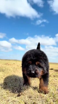 Cute German Shepherd puppy walking in a grassy field
