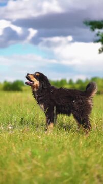 Cute fluffy puppy standing in a green meadow on a sunny day