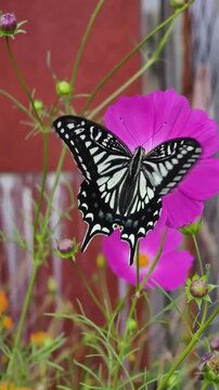 Beautiful black and white butterfly feeding on a pink cosmos flower