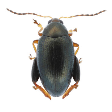 Psylliodes chrysocephala or sometimes chrysocephalus, commonly known as the cabbage-stem flea beetle. An adult specimen isolated on a white background. Typical form. Serious pest of rape in northern E