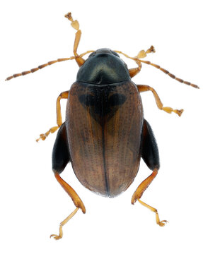 Psylliodes chrysocephala or sometimes chrysocephalus, commonly known as the cabbage-stem flea beetle. An adult specimen isolated on a white background.  Brown color form. Serious pest of rape in north